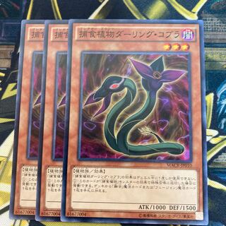 マドレース891捕食植物ダーリング・コブラ ノーマル