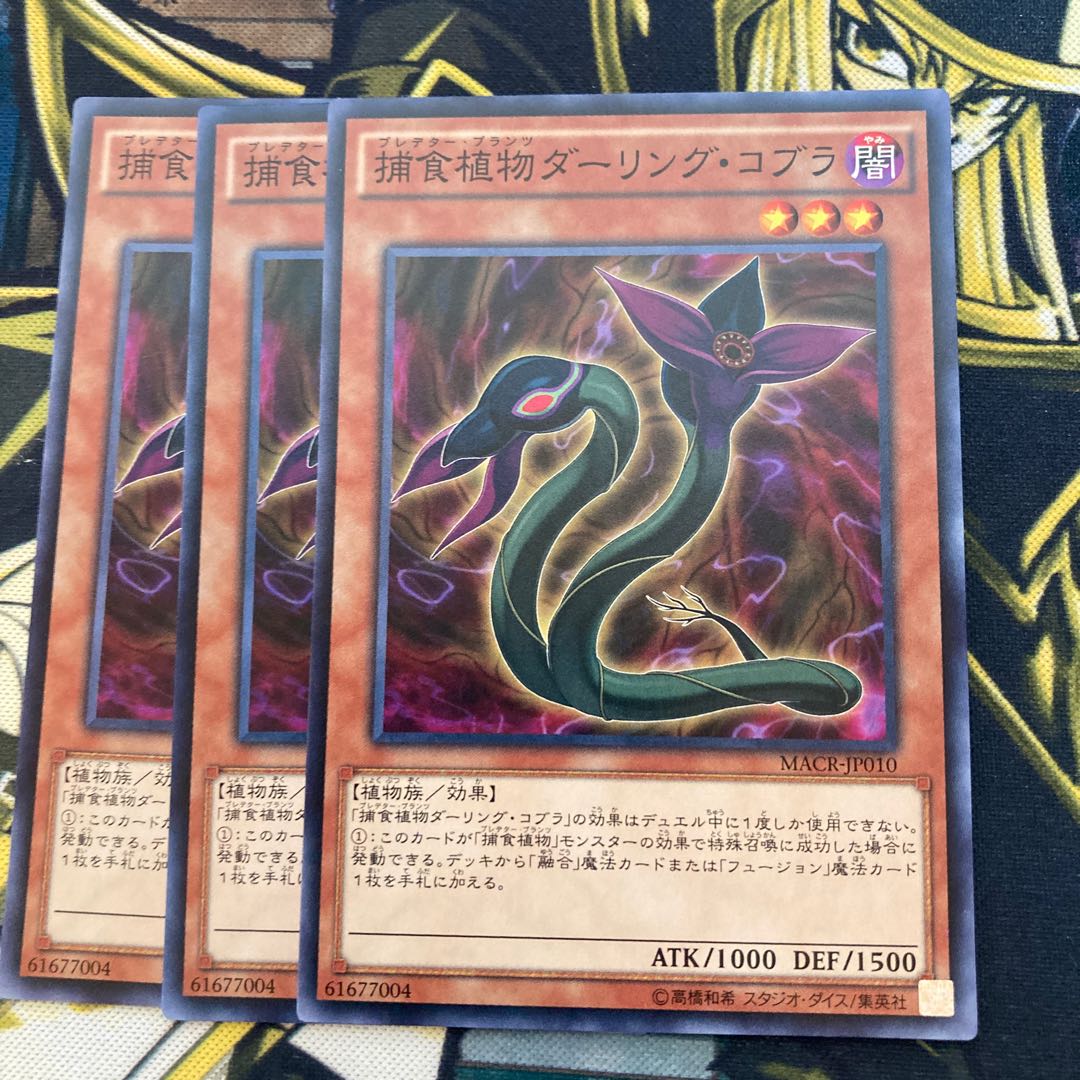 マドレース892捕食植物ダーリング・コブラ ノーマル