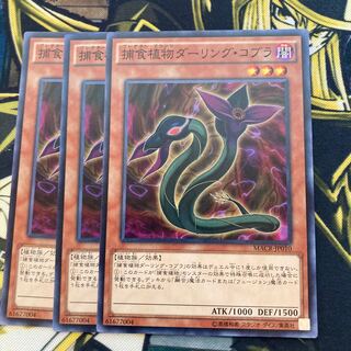 マドレース892捕食植物ダーリング・コブラ ノーマル