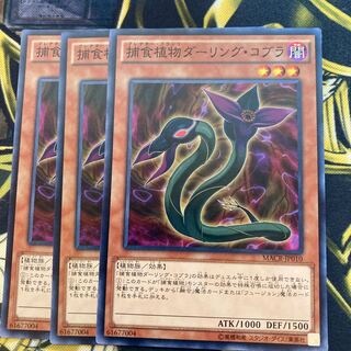 マドレース893捕食植物ダーリング・コブラ ノーマル