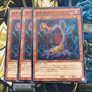 マドレース895捕食植物コーディセップス ノーマル