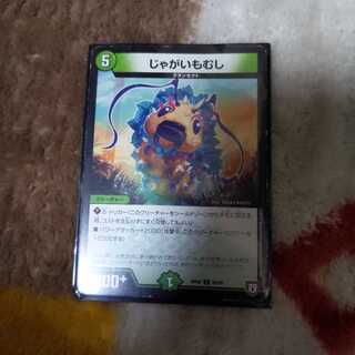 potato beetle (any insect of family Ctenophoridae)