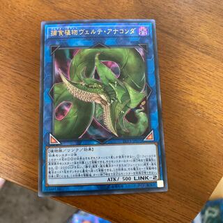 捕食植物ヴェルテ・アナコンダ