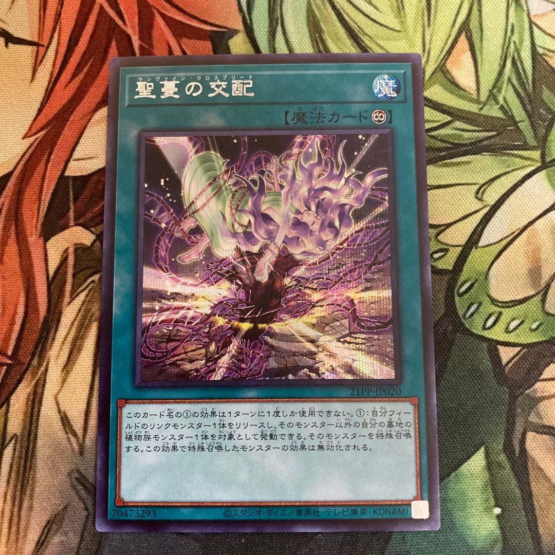 聖蔓の交配 シク