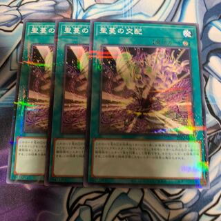 聖蔓の交配　ノーパラ　専用