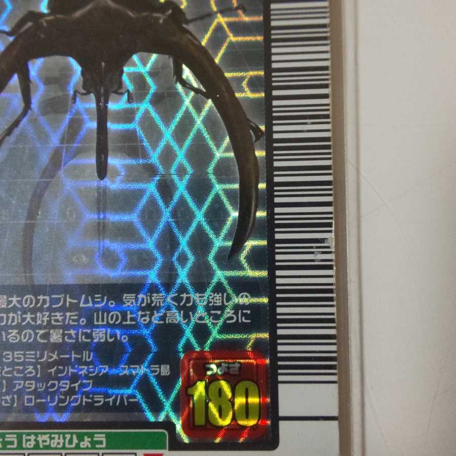 コーカサスオオカブト3枚まとめ売り