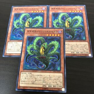 捕食植物ドロソフィルム・ヒドラ