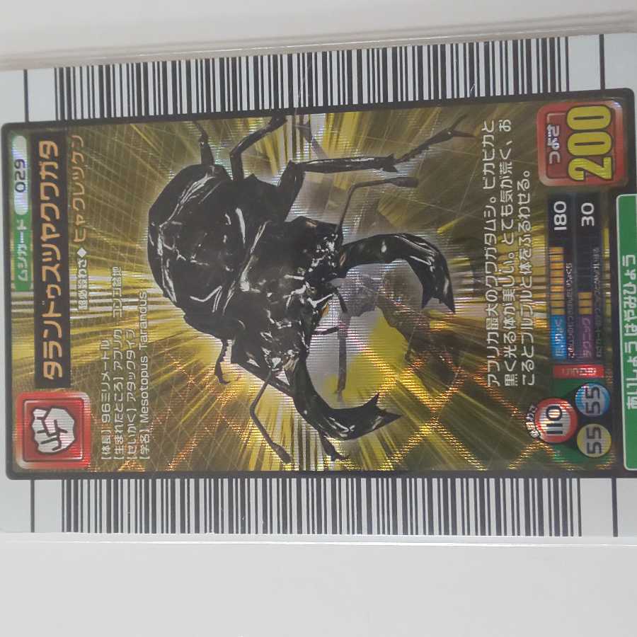 タランドゥスツヤクワガタ 2005ファースト