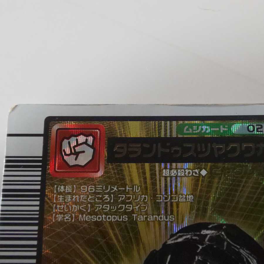 タランドゥスツヤクワガタ 2005ファースト