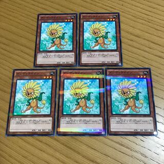 ダンディライオン　5枚セット