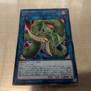 捕食植物ヴェルテ・アナコンダ ウルトラレア