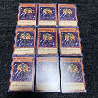 イビルセラ・ルテア ノーマル