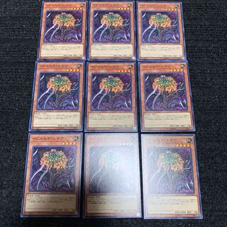 イビルセラ・ルテア ノーマル