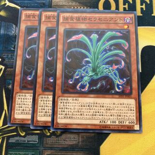 マドレース1874捕食植物セラセニアント ノーマル