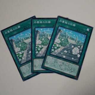 白薔薇の回廊　N