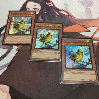 韓国　霞の谷の雷鳥　シークレット