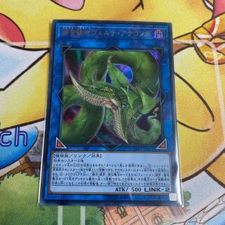 捕食植物ヴェルテ・アナコンダ ウルトラレア