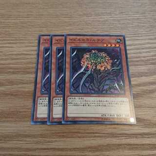 イビルセラ・ルテア