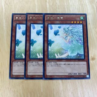 Spirit of the Fall Wind Rare