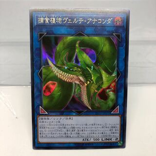 アジア版 捕食植物ヴェルテ・アナコンダ ウルトラレア