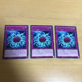 Paleozoic Dinomischus rare