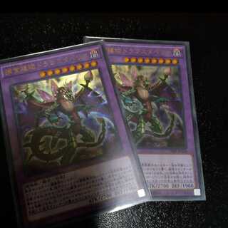 捕食植物ドラゴスタペリア ウルトラレア