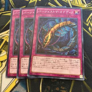 マドレース3074バージェストマ・カナディア ノーマル