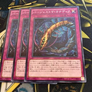 マドレース3075バージェストマ・カナディア ノーマル