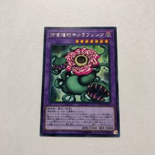 捕食植物キメラフレシア レア