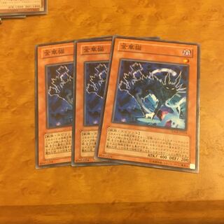 金華猫 ノーマル