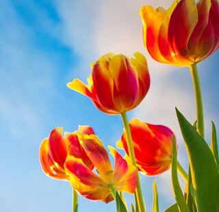 コクメロ専用 1枚