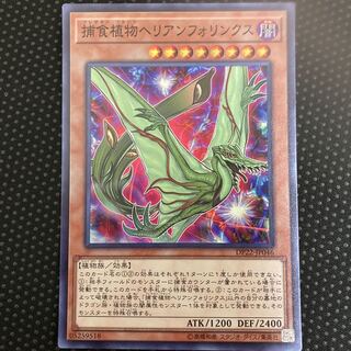 捕食植物ヘリアンフォリンクス スーパーレア