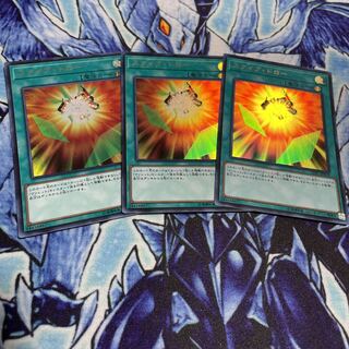 スクイブ・ドロー ウルトラレア　3枚