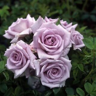 アド袋　還元率140%