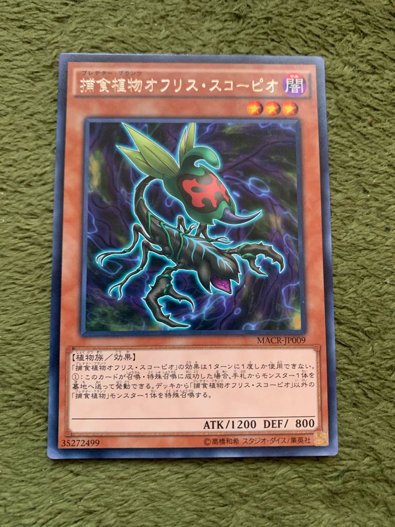 捕食植物オフリス・スコーピオ レア