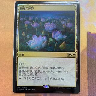 MTG 睡蓮の原野 foil Ｍ20 1枚