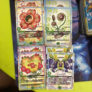 ラフシア、ワイラビ、スカップ、アネモ