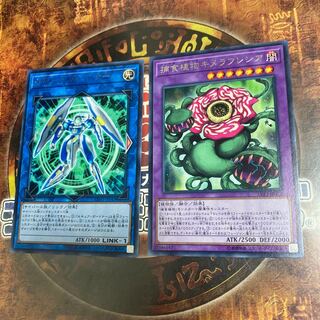 遊戯王★セキュア・ガードナー 、捕食植物キメラフレシア★