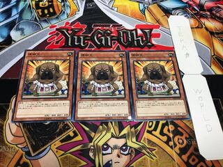 横綱犬 ノーマル 3枚セット てら