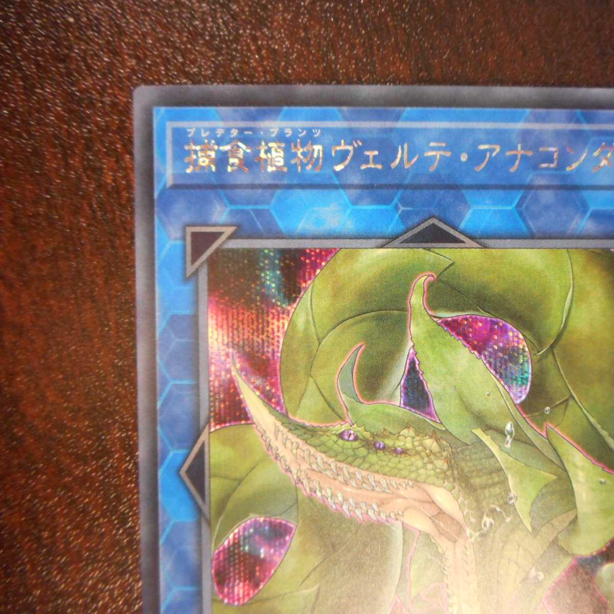 （美品）捕食植物ヴェルテ・アナコンダ　シークレットレア