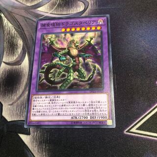 捕食植物ドラゴスタペリア ノーマル