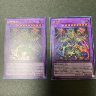 捕食植物トリフィオヴェルトゥム ウルトラレア　2枚セット