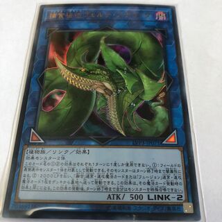 捕食植物ヴェルテ・アナコンダ ウルトラレア