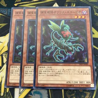 マドレース3425捕食植物オフリス・スコーピオ ノーマル