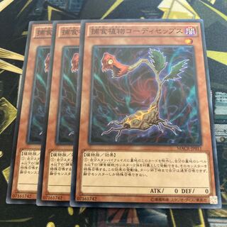 マドレース3635捕食植物コーディセップス ノーマル