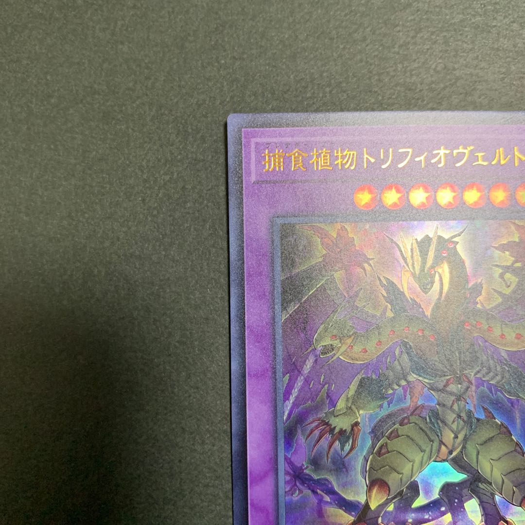 捕食植物トリフィオヴェルトゥム ウルトラレア