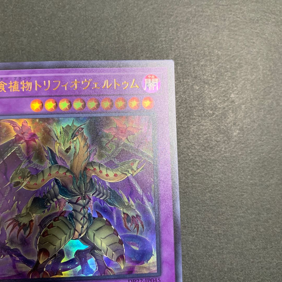 捕食植物トリフィオヴェルトゥム ウルトラレア