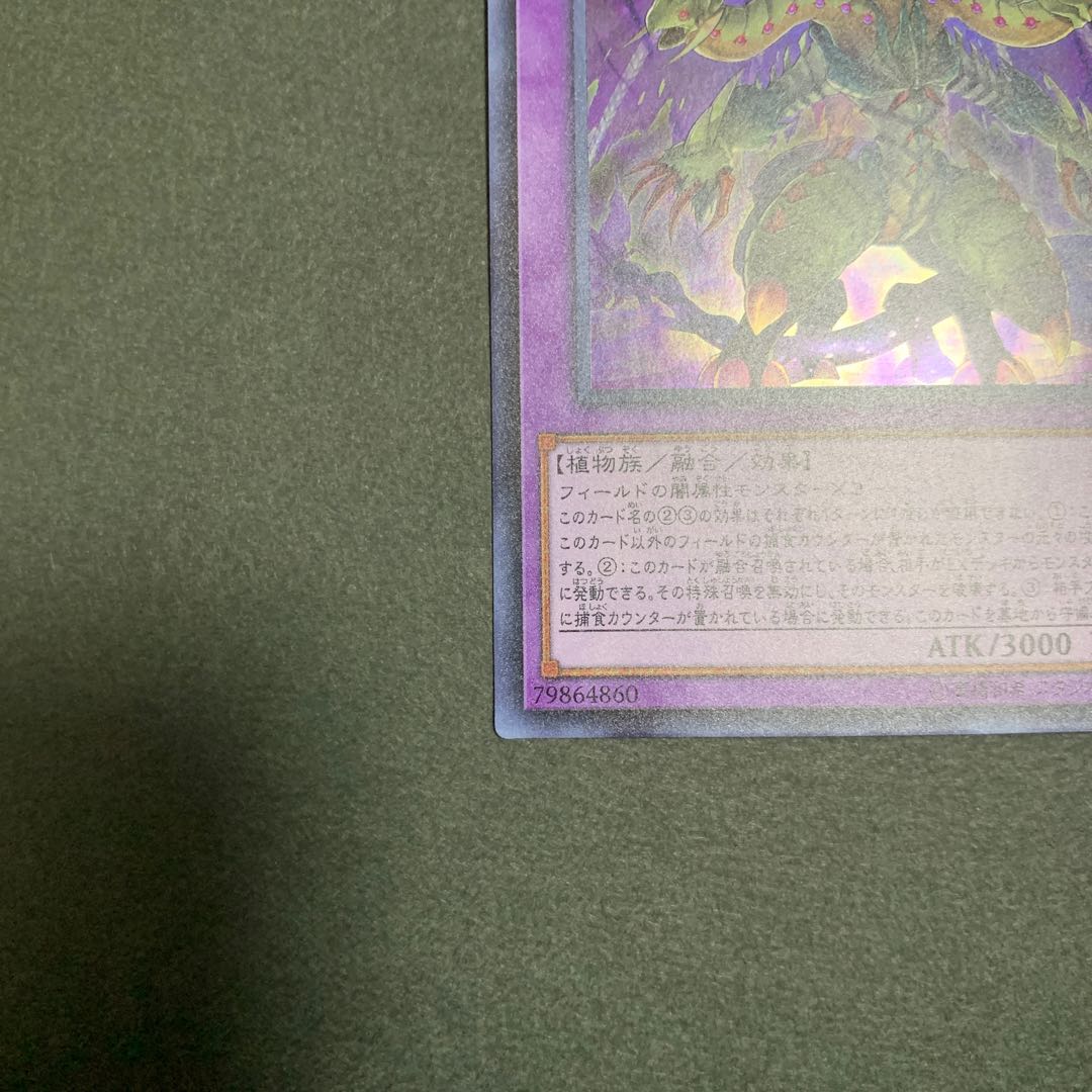 捕食植物トリフィオヴェルトゥム ウルトラレア