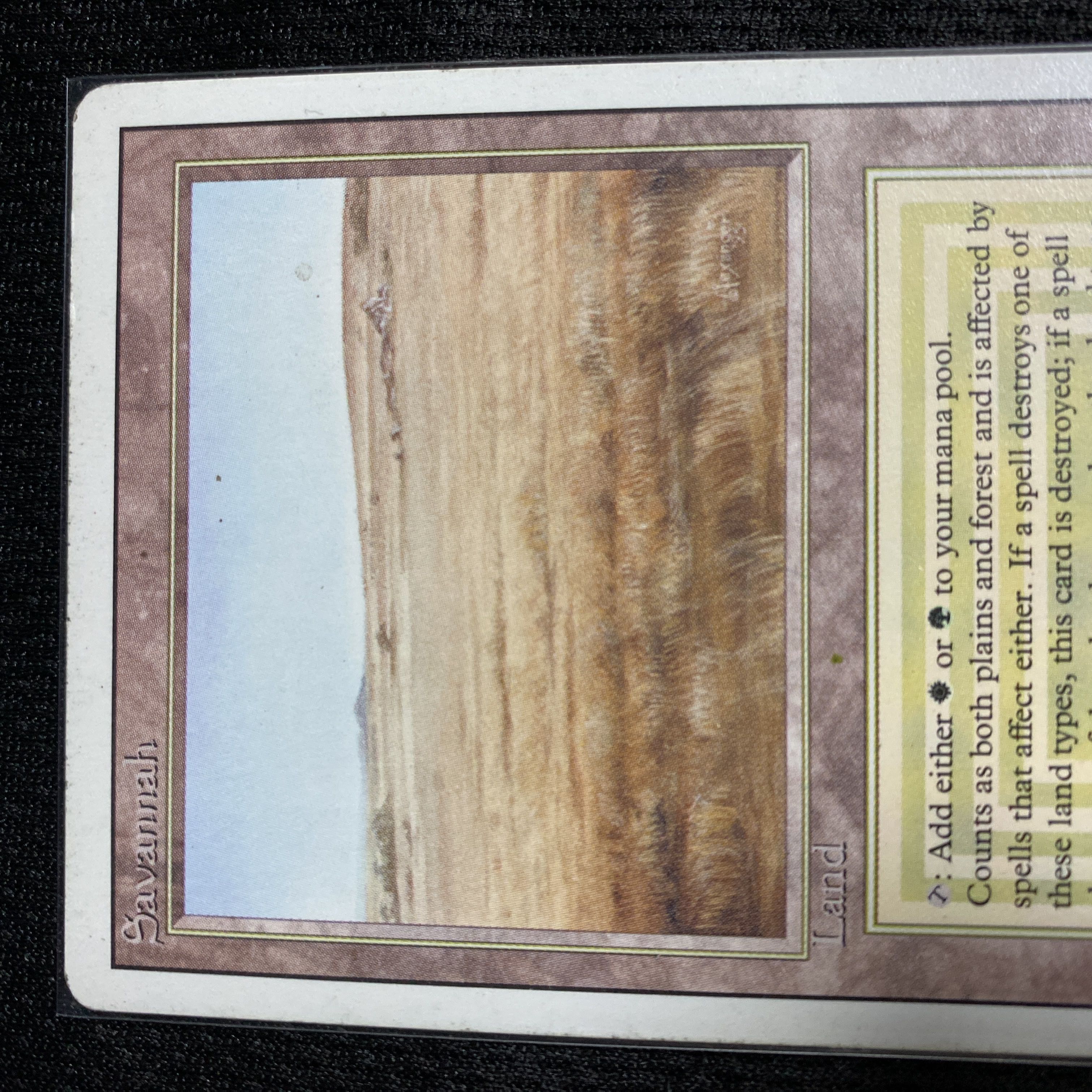 Savannah 3ED 状態EX