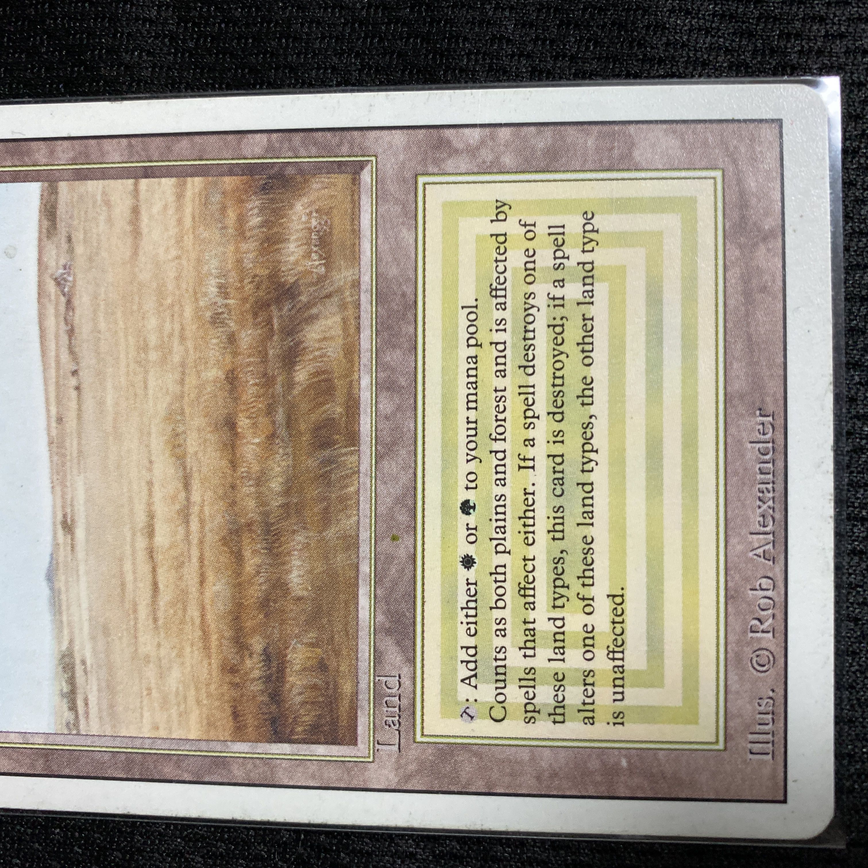 Savannah 3ED 状態EX